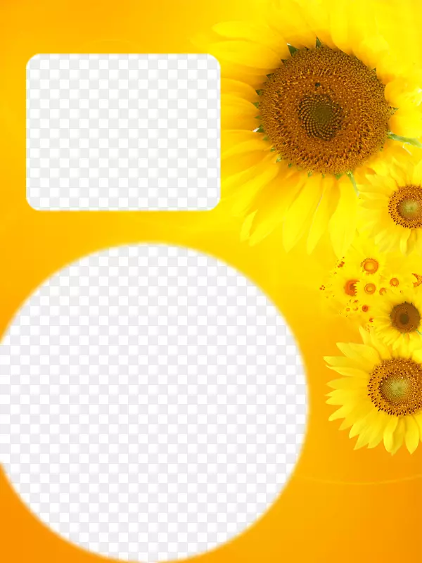 普通向日葵黄色-向日葵相册边框模板元素