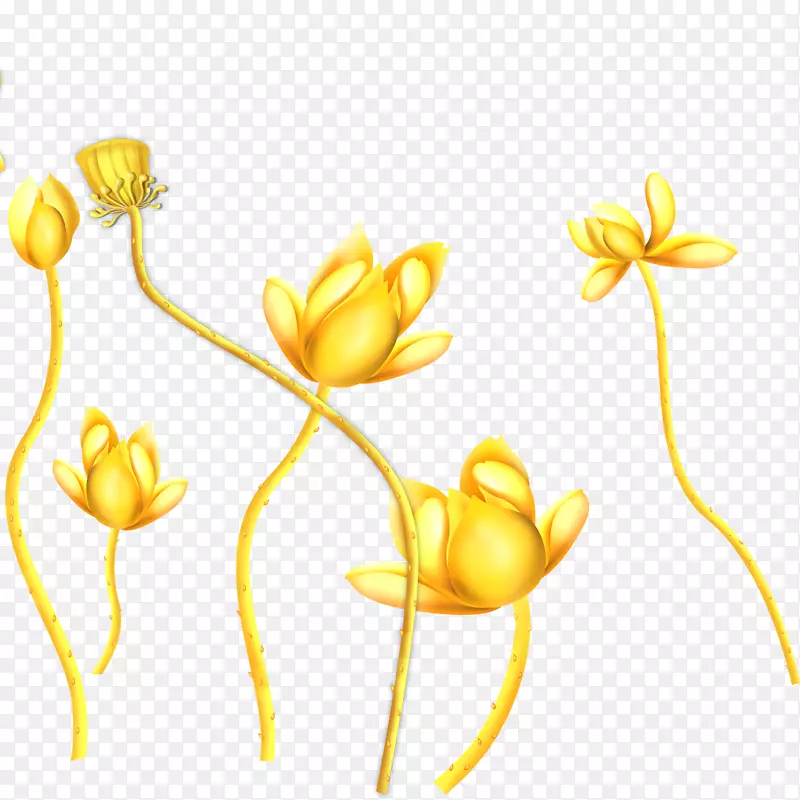 三维空间绘画艺术3D胶片花卉设计-莲花