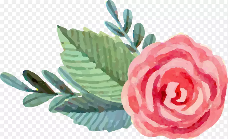 花园玫瑰沙滩玫瑰水彩：花水彩画粉红色玫瑰