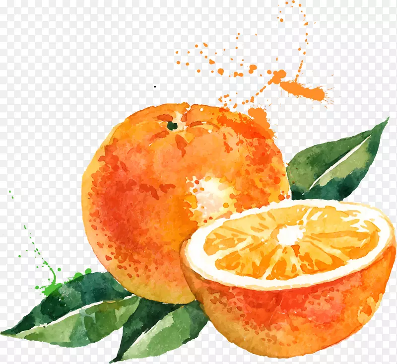水彩画橙色插图.橙色