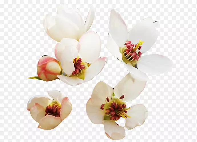 花卉设计花瓣设计师剪贴画鲜梨花瓣图片材料