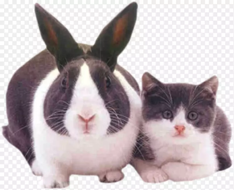 苏格兰折叠复活节兔子小猫狗小狗-兔子和猫