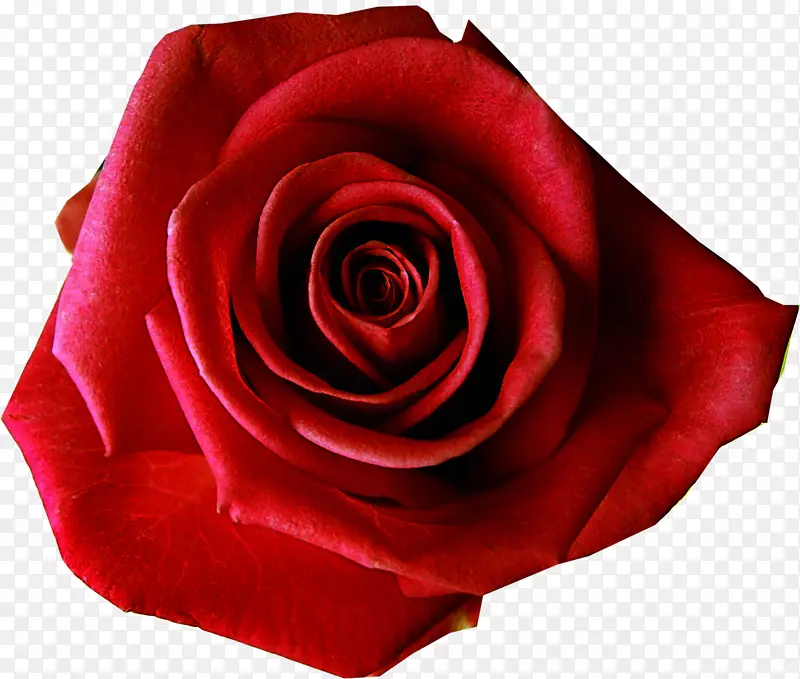 t恤玫瑰红花夹艺术-玫瑰