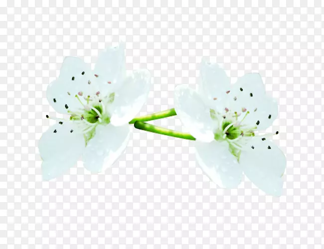 花瓣-盛开的梨花瓣图片材料