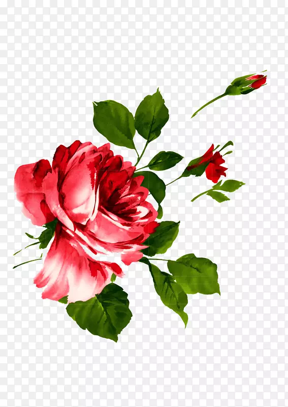 水彩画沙滩玫瑰下载-粉红色玫瑰花