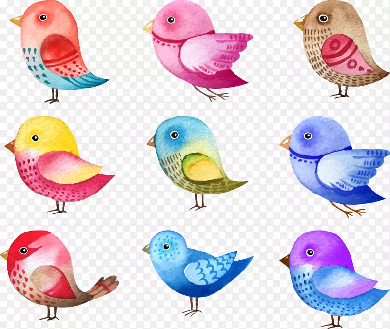 鸟类插图.画图.颜色可爱的鸟
