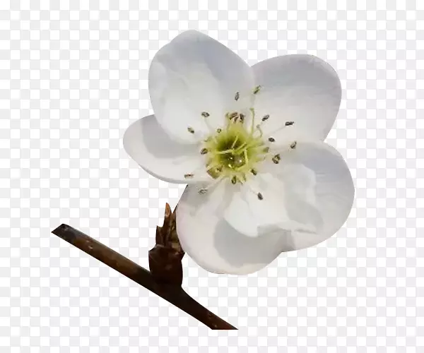 花花瓣谷歌图片下载-梨花花瓣上的枝条图片材料PNG图片素材下载_图片编号269239-PNG素材网