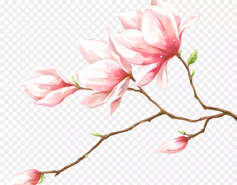 花瓣粉红花.手绘粉红美丽的桃花