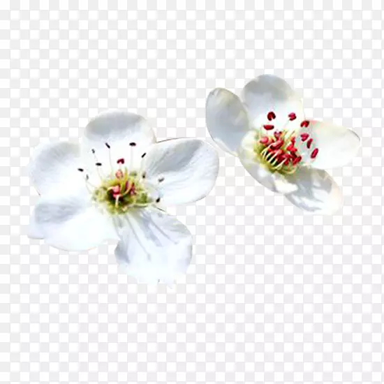 花瓣白色-梨花瓣白色图片材料