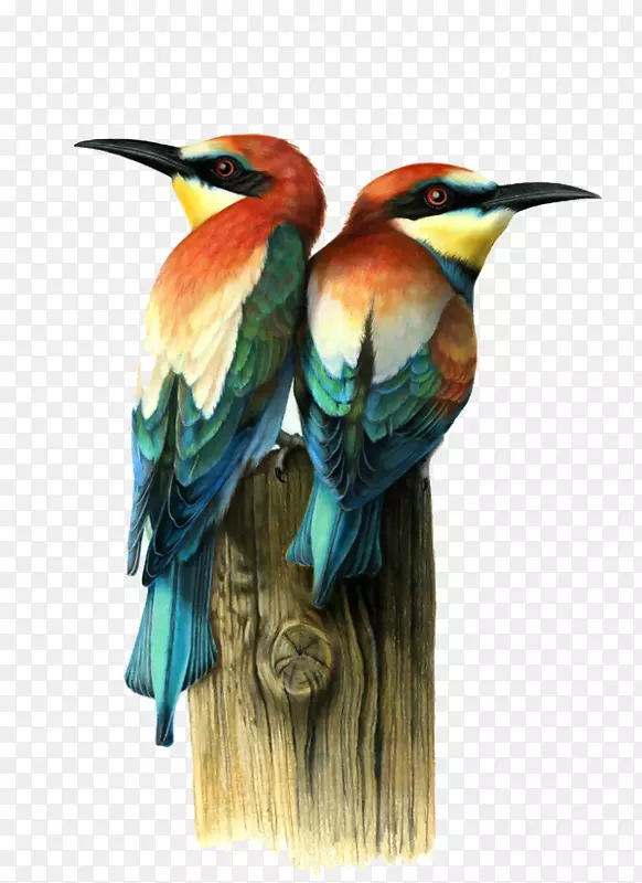 鸟类视觉艺术绘画插图.画鸟