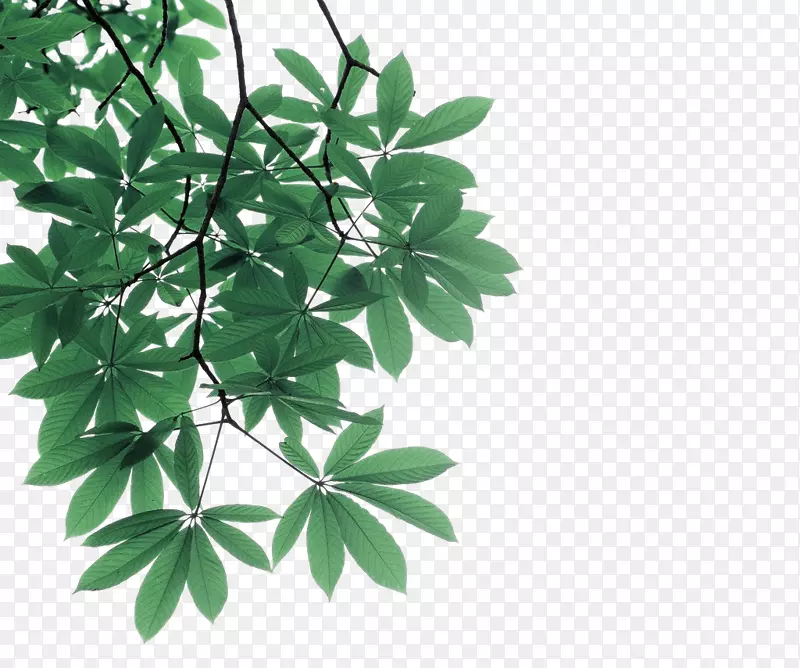 叶枝摄影-绿叶、树枝、装饰图案