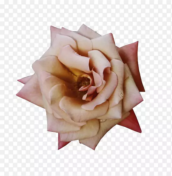 蔷薇月季玫瑰花-玫瑰创意