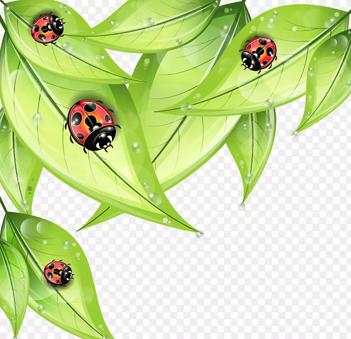 昆虫瓢虫-绘图-卡通画红瓢虫绿叶