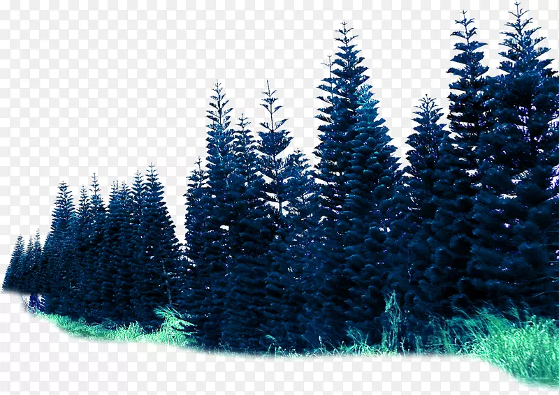 云杉森林渲染.环境渲染效果森林材料