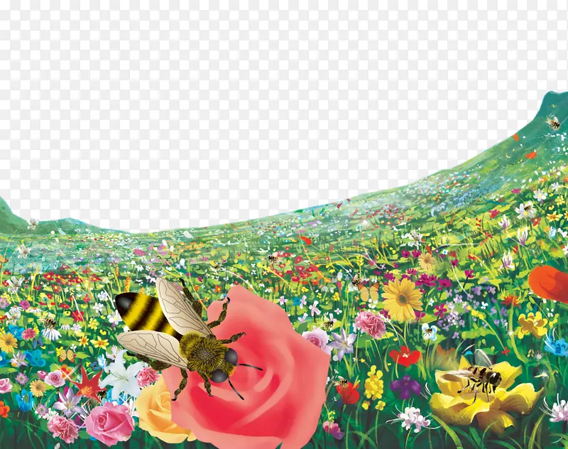 蜜蜂花蜂