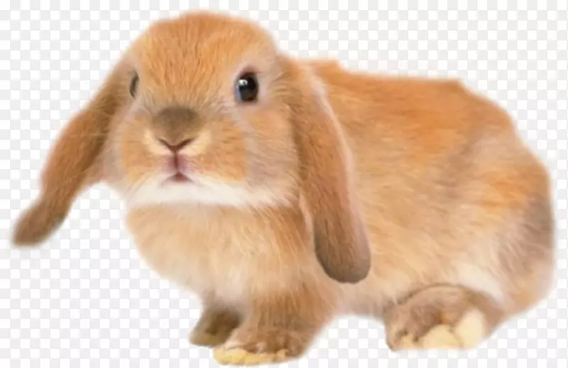 荷兰银狐兔家兔金鸡-大黄兔