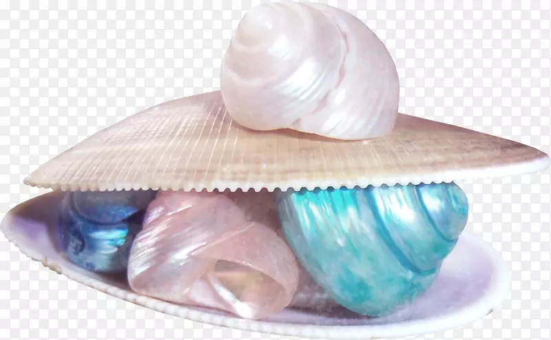 拉孔沙沙滩海螺贝壳颜色