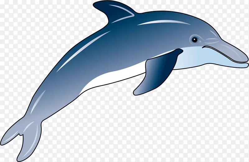 短喙普通海豚批发普通宽吻海豚粗齿海豚图库溪手绘蓝色海豚