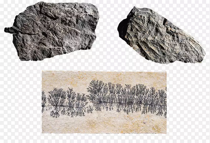 泥盆纪岩石化石石炭系三叶虫植物化石