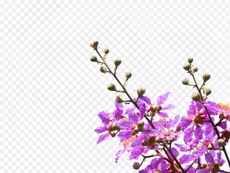 紫花瓣紫罗兰花