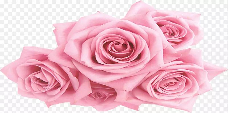 花园玫瑰、蜈蚣玫瑰、粉色花卉图案-牡丹
