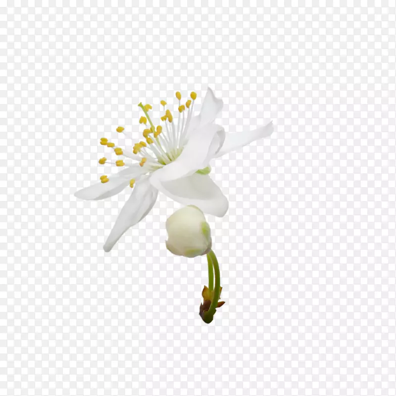 盛开梨树花白色-白色梨花，装饰，风景