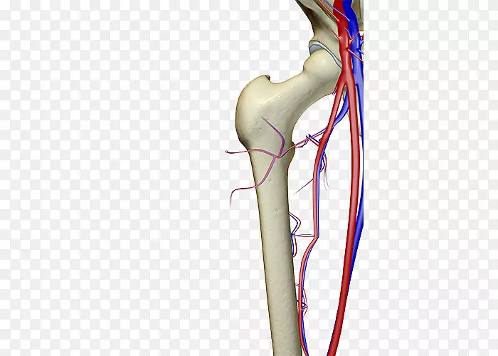 骨手人体血管-骨骼血管