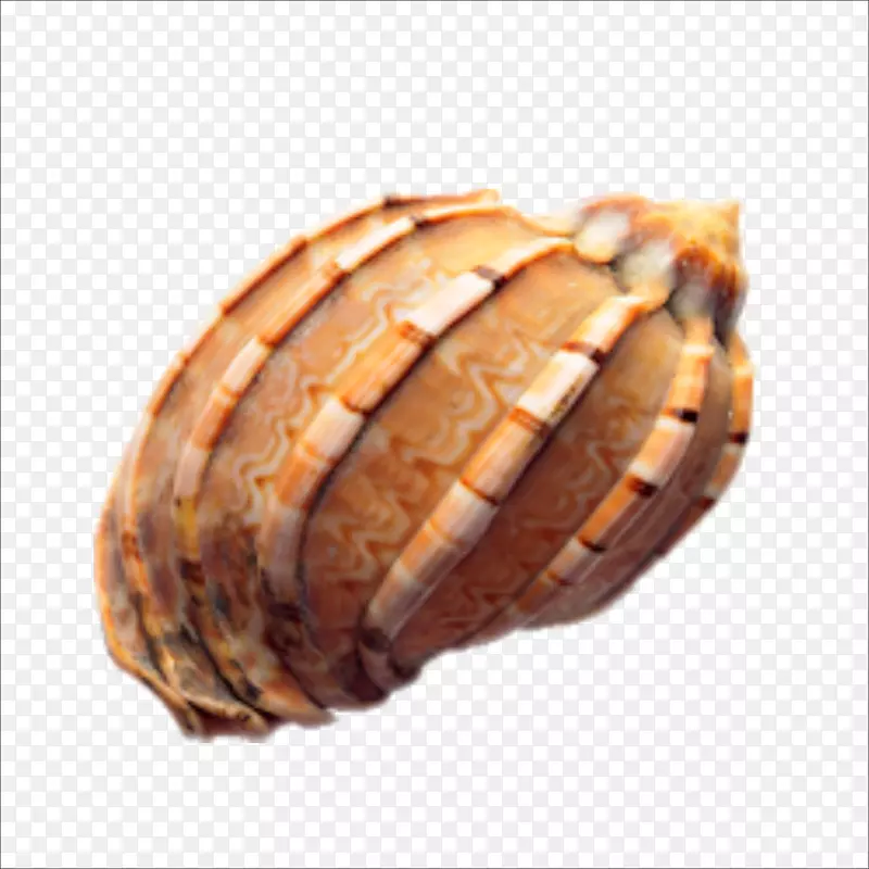 贝壳海螺欧式海螺