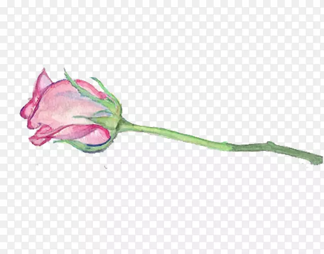 水彩画玫瑰插画-粉红色玫瑰