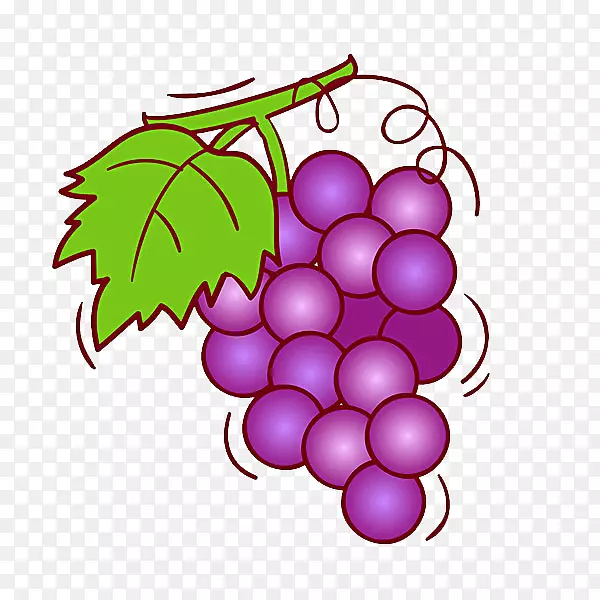 葡萄酒水果插图.紫色葡萄