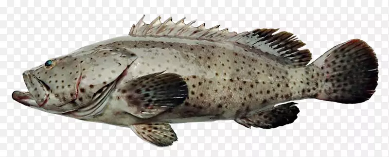 鲈鱼罗非鱼-深海石斑鱼
