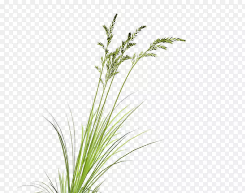 下载植物google图片电脑文件-绿草