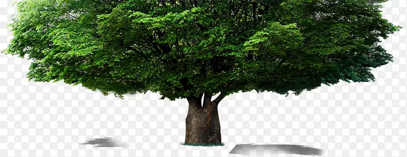 树型计算机文件树