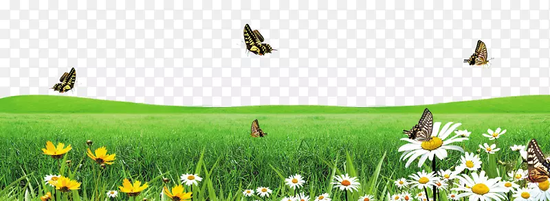 蝴蝶下载谷歌图片-绿草