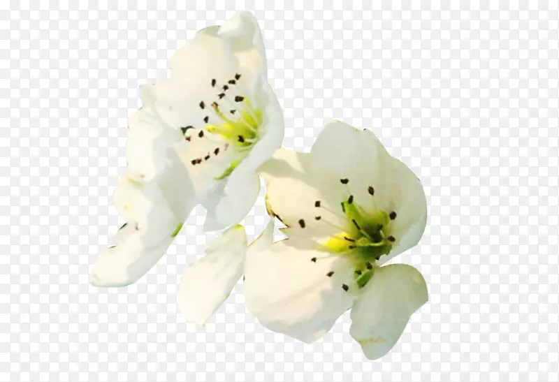 花瓣花卉设计-白色梨花花瓣侧面图片材料