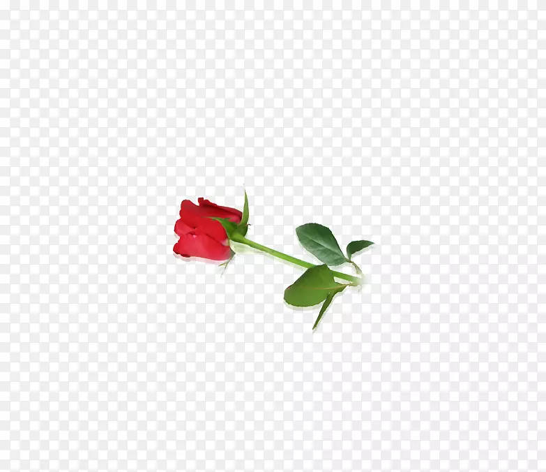 花瓣矩形心形玫瑰
