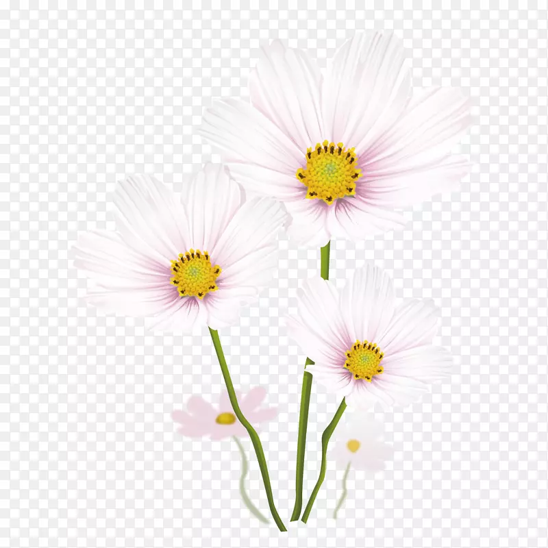绘制普通雏菊插图.白色菊花材料