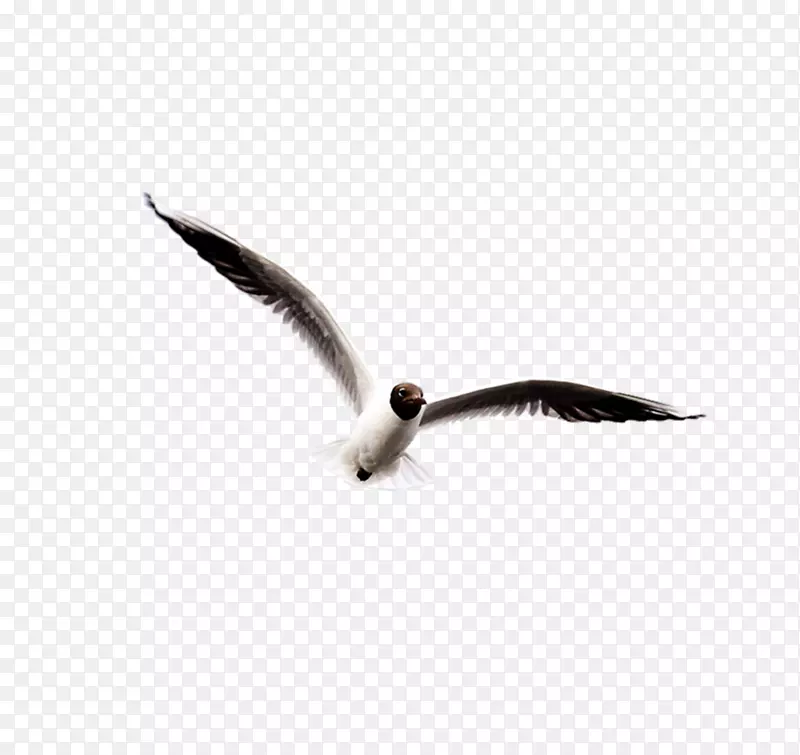 象牙海鸥鸟夹艺术黑翅海鸥