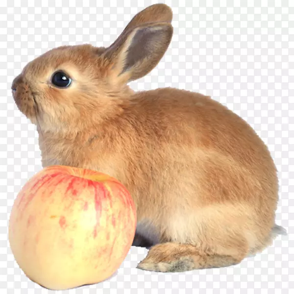 家养兔动物鼻子-兔子和苹果