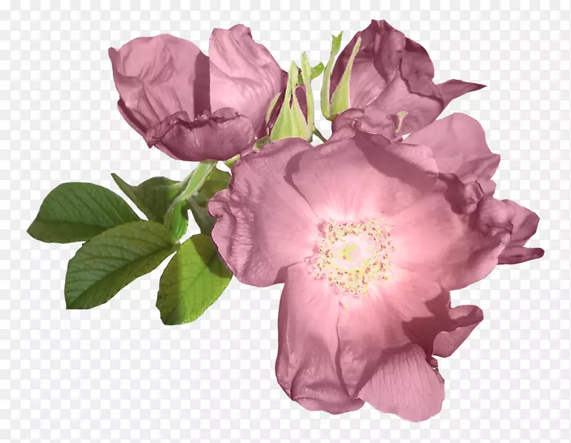 仙人掌玫瑰花园玫瑰紫色花紫牡丹