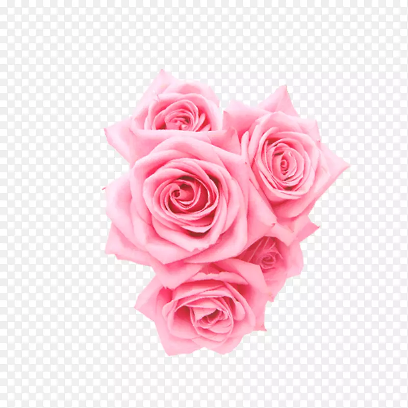 沙滩玫瑰花园玫瑰蜈蚣玫瑰粉红色花玫瑰