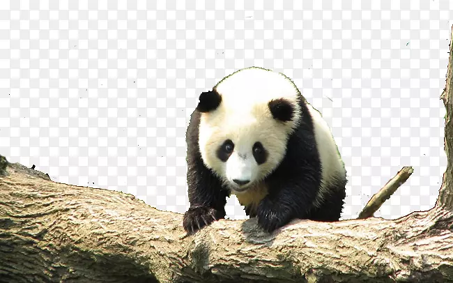 大熊猫红熊猫可爱壁纸-熊猫