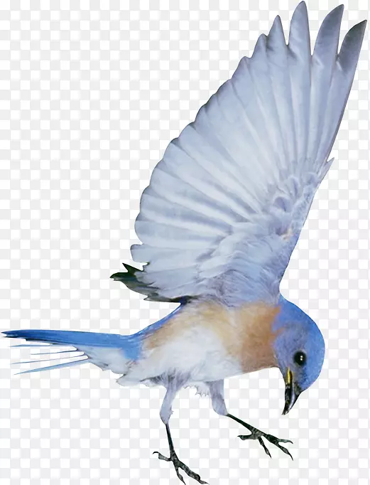 蜂鸟-创意可爱的蓝鸟