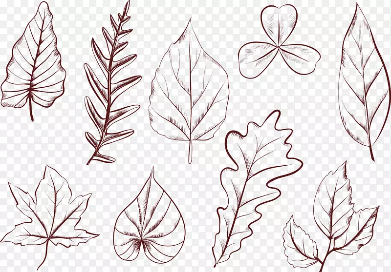 植物叶画花瓣形状手绘植物