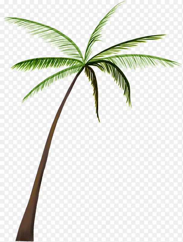 槟榔科椰子树-椰子树