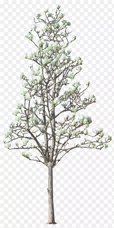 木兰-茂密树