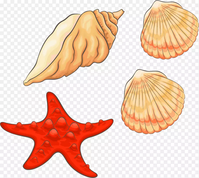 贝壳剪贴画-海螺png元素