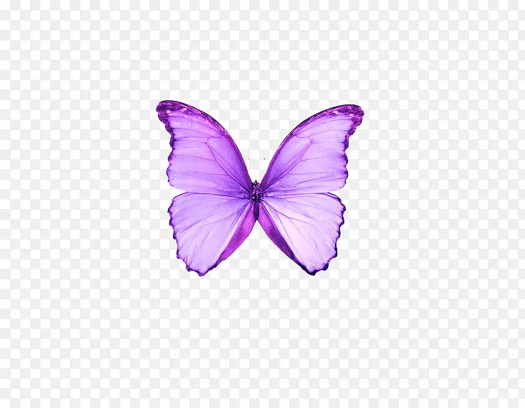 蝴蝶紫色飞蛾-梦中的紫色蝴蝶