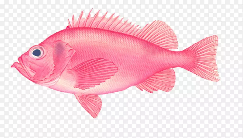 深海鱼类-粉红色鱼类创意图片
