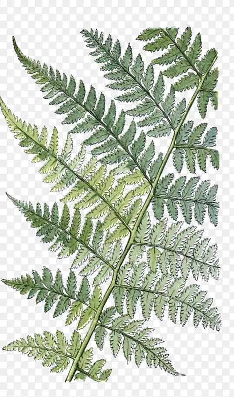 英国和爱尔兰的蕨类植物-凤尾草叶植物学-复古植物